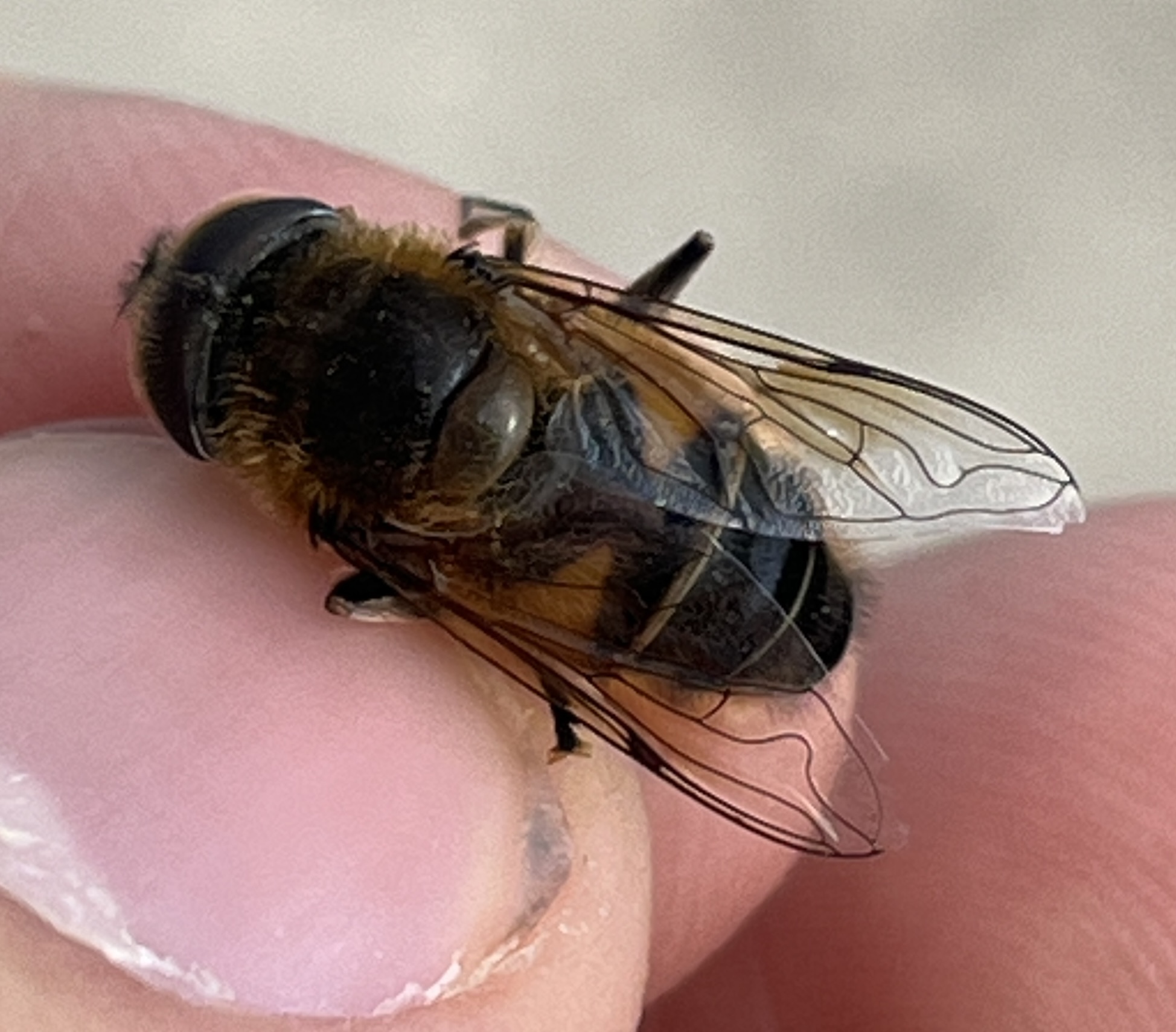 Eristalis similis - hosszúszárnyjegyű herelégy
