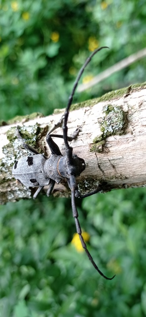 Morimus asper funereus - gyászcincér