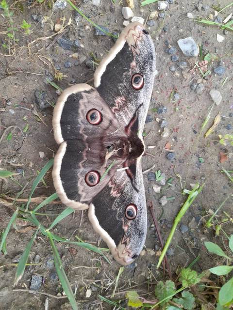 Saturnia pyri - nagy pávaszem