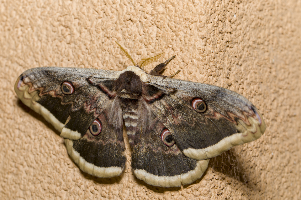 Saturnia pyri - nagy pávaszem