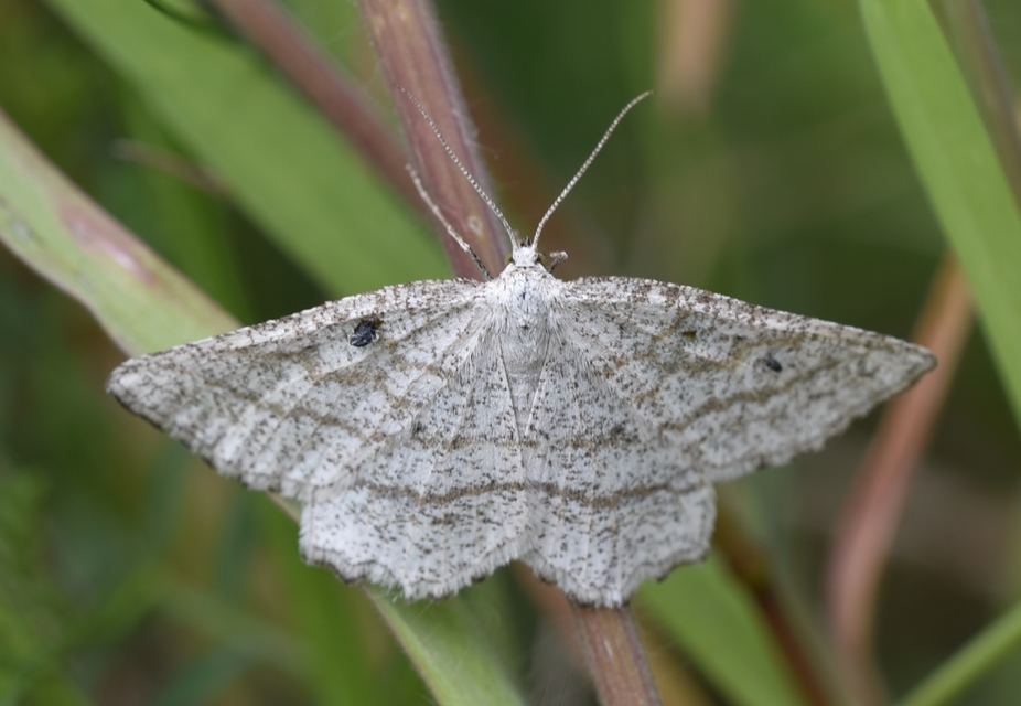 Perconia strigillaria - fehérszárnyú aranyaraszoló
