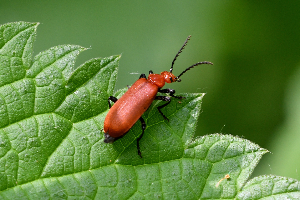 Pyrochroa serraticornis - közép-bíborbogár