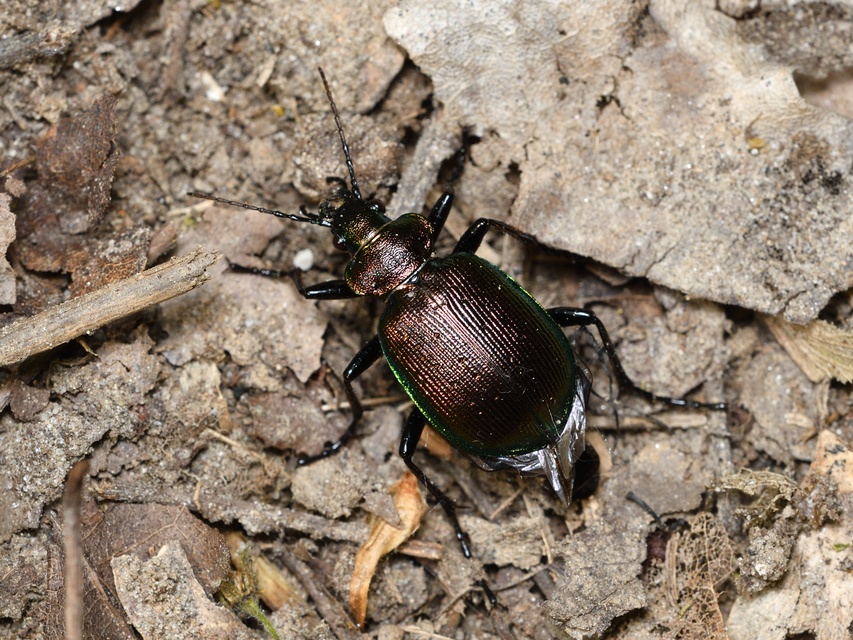 Calosoma inquisitor - kis bábrabló
