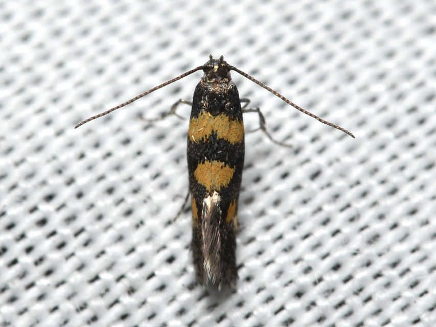 Chrysoesthia sexguttella - aranyfoltos sarlósmoly