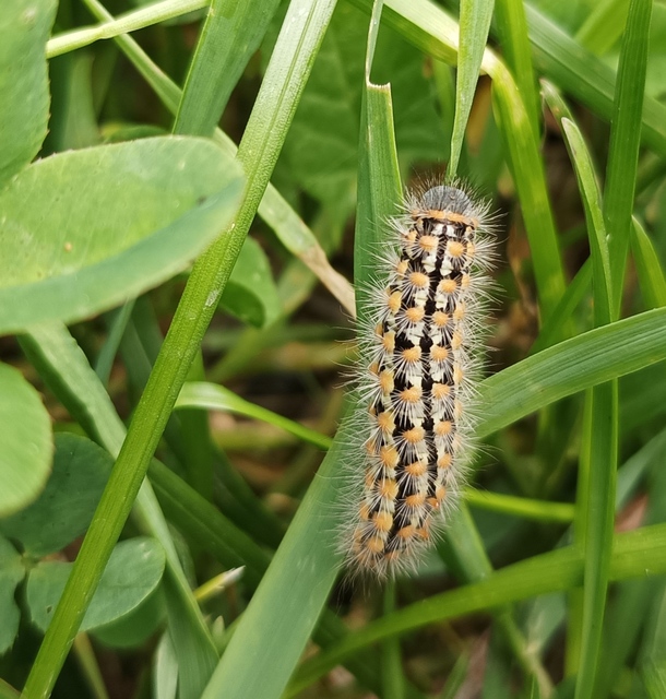 Pentophera morio - réti gyapjaslepke