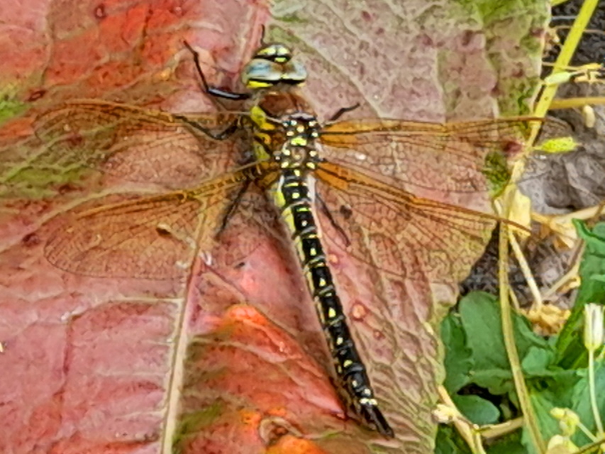 Brachytron pratense - szőrös karcsúacsa