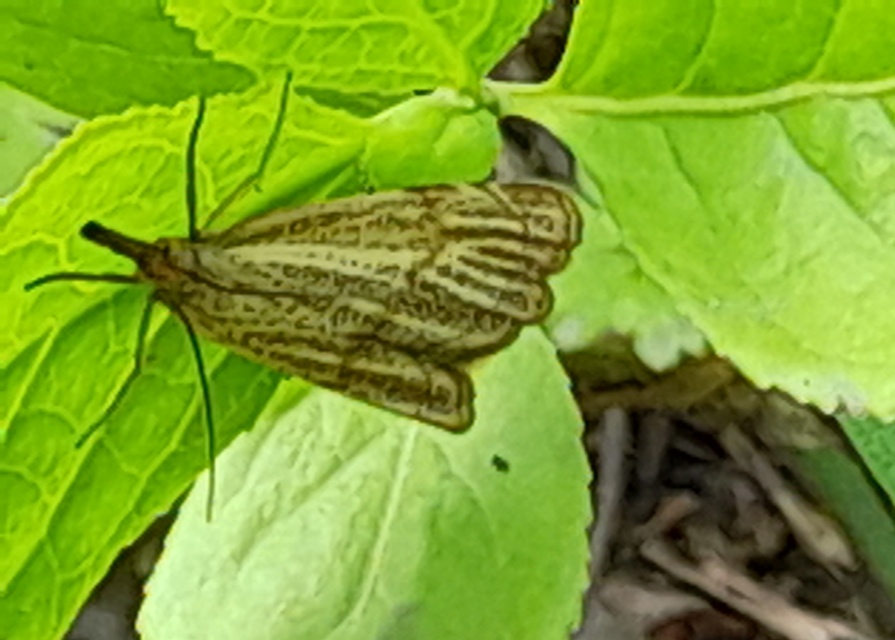 Thisanotia chrysonuchella - tavaszi fűgyökérmoly