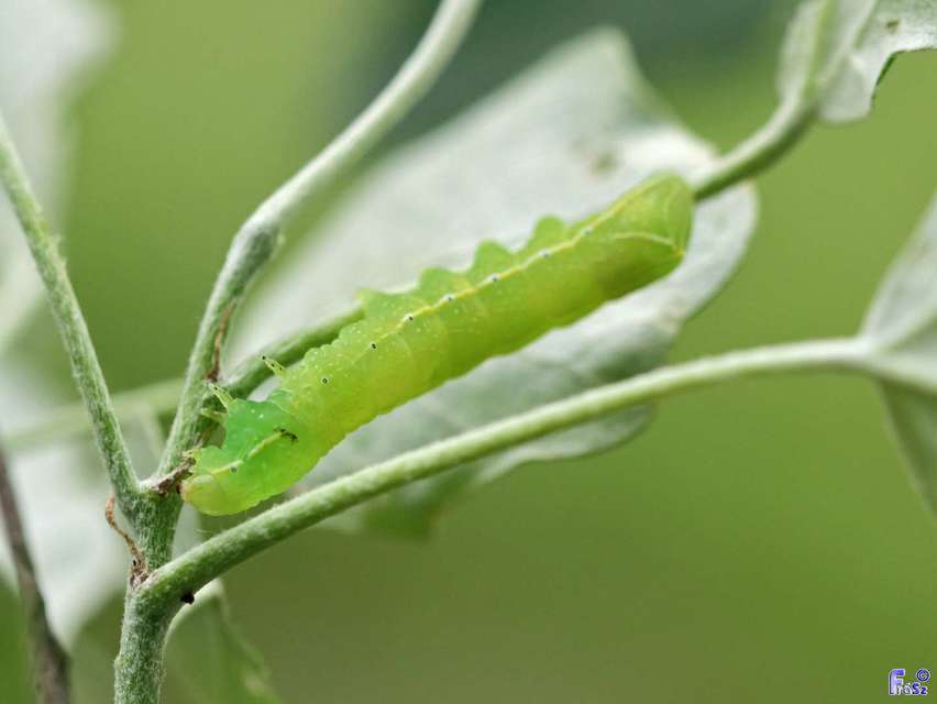 Amphipyra pyramidea - fahéjszínű bagoly