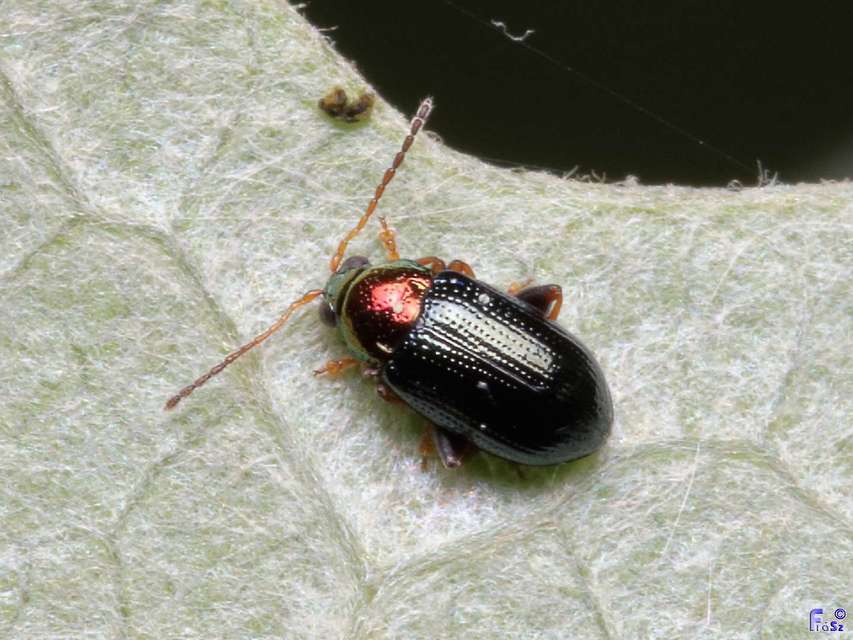 Crepidodera aurata - ékes fűz-földibolha