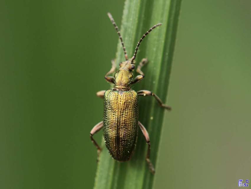 Plateumaris sericea - selymes nádbogár