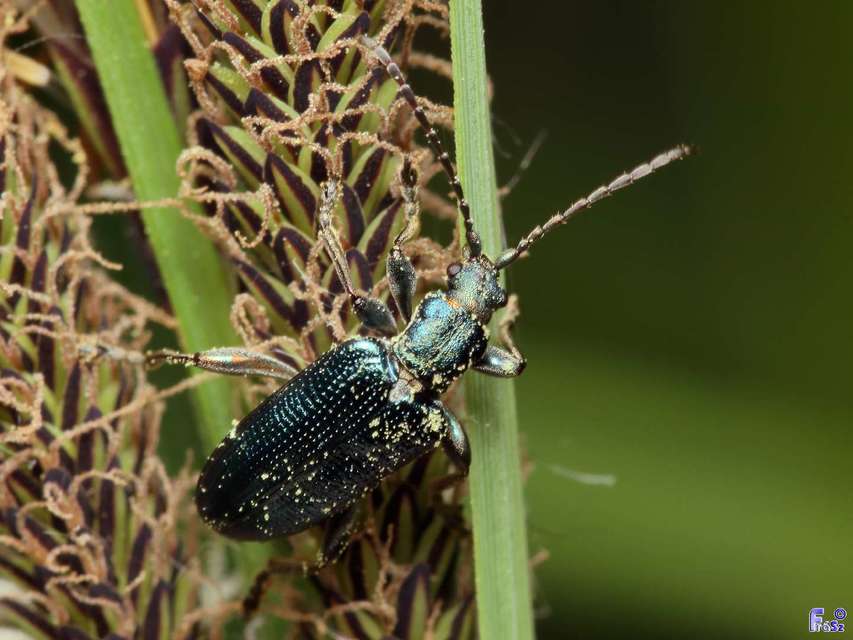 Plateumaris sericea - selymes nádbogár
