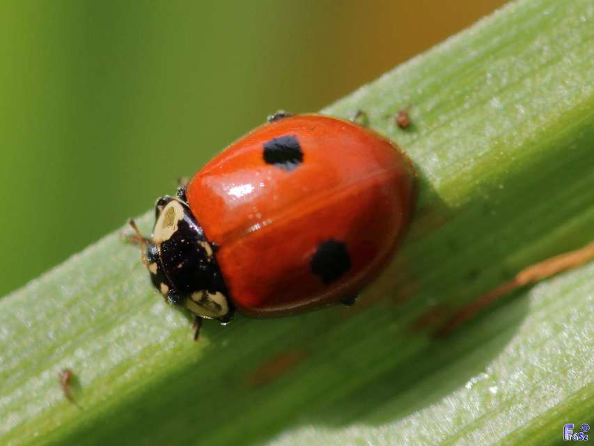 Adalia bipunctata - kétpettyes katica