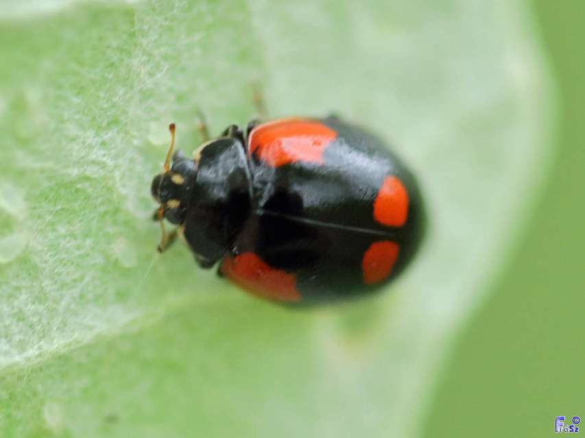 Adalia bipunctata - kétpettyes katica