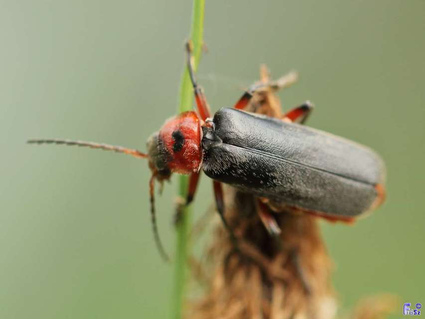 Cantharis rustica - suszterbogár