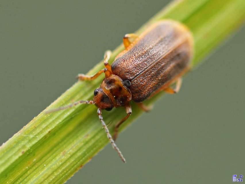 Galerucella nymphaeae - tavirózsa olajosbogár