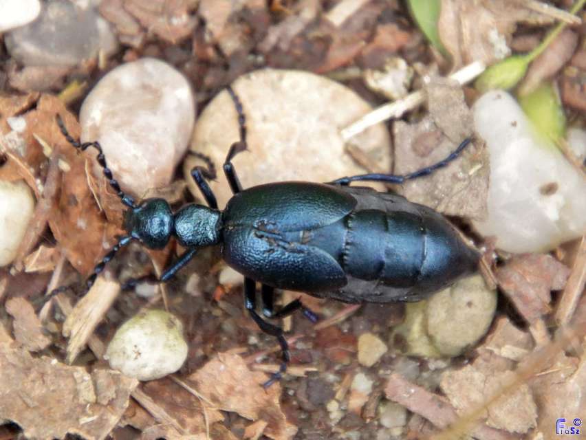 Meloe violaceus - kék nünüke
