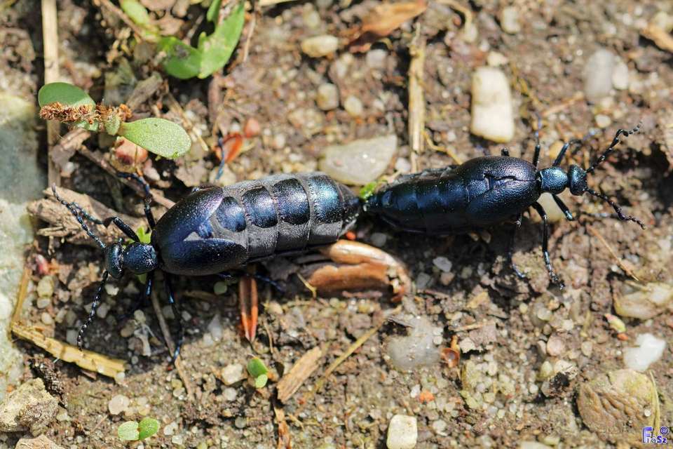 Meloe violaceus - kék nünüke