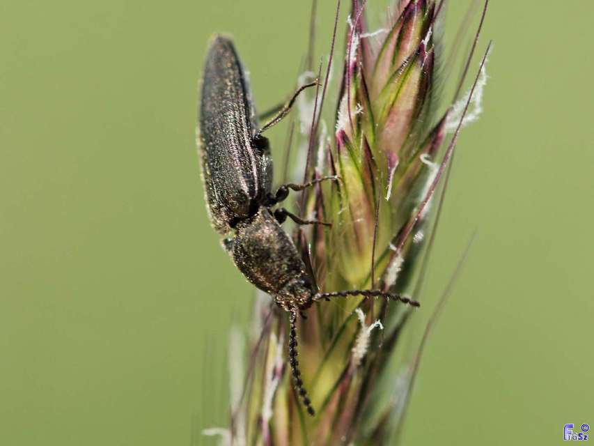 Cidnopus pilosus - szőrös pattanó
