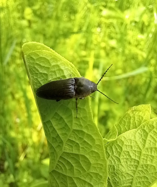 Melanotus punctolineatus - sávos gyászpattanó