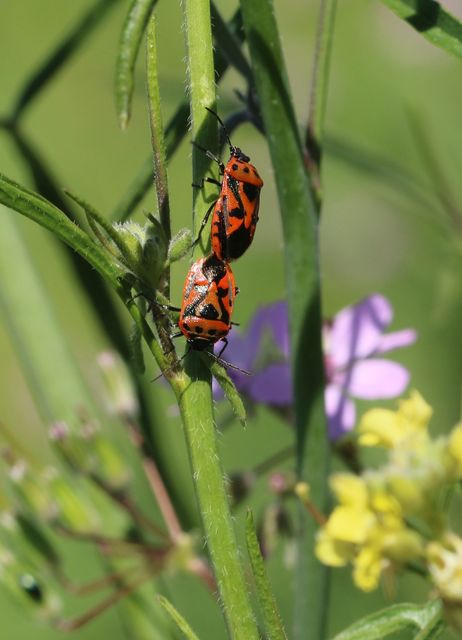 Eurydema ornata - díszespoloska