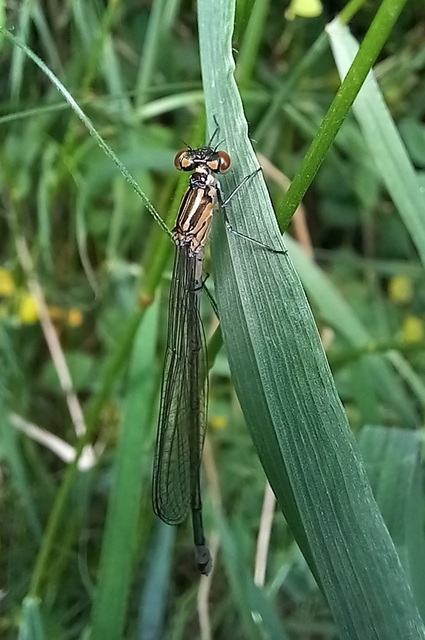 Coenagrion pulchellum - karcsú légivadász