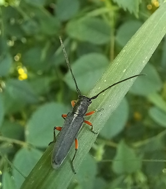 Phytoecia icterica - murokcincér Phytoecia icterica - murokcincér