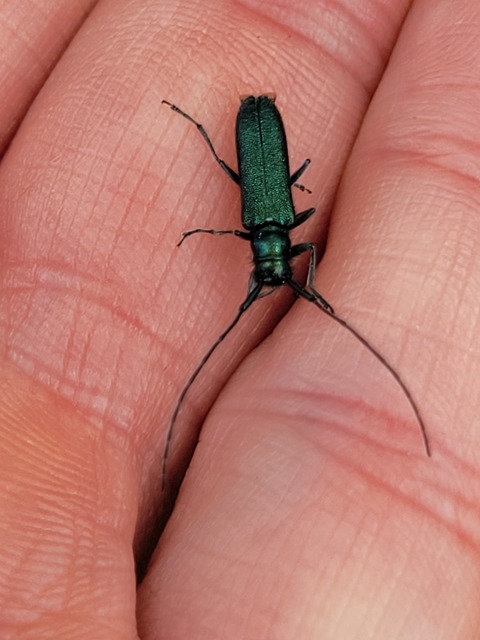 Agapanthia violacea - kék somkórócincér