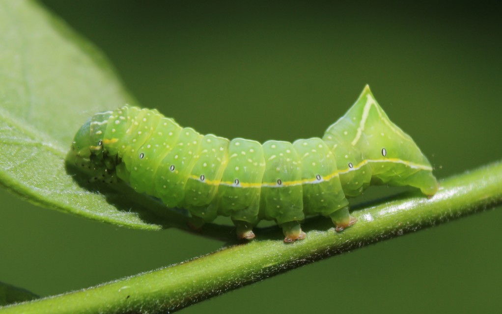 Amphipyra pyramidea - fahéjszínű bagoly
