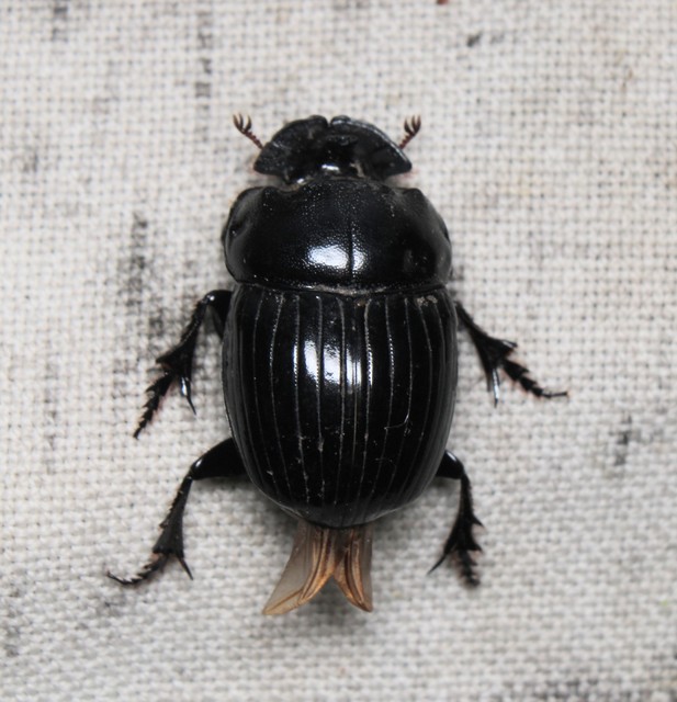 Copris lunaris - közönséges holdszarvú-ganéjtúró