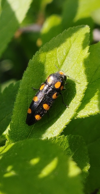 Ptosima undecimmaculata - sárgafoltos díszbogár