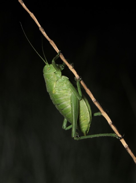 Polysarcus denticauda - fogasfarkú szöcske