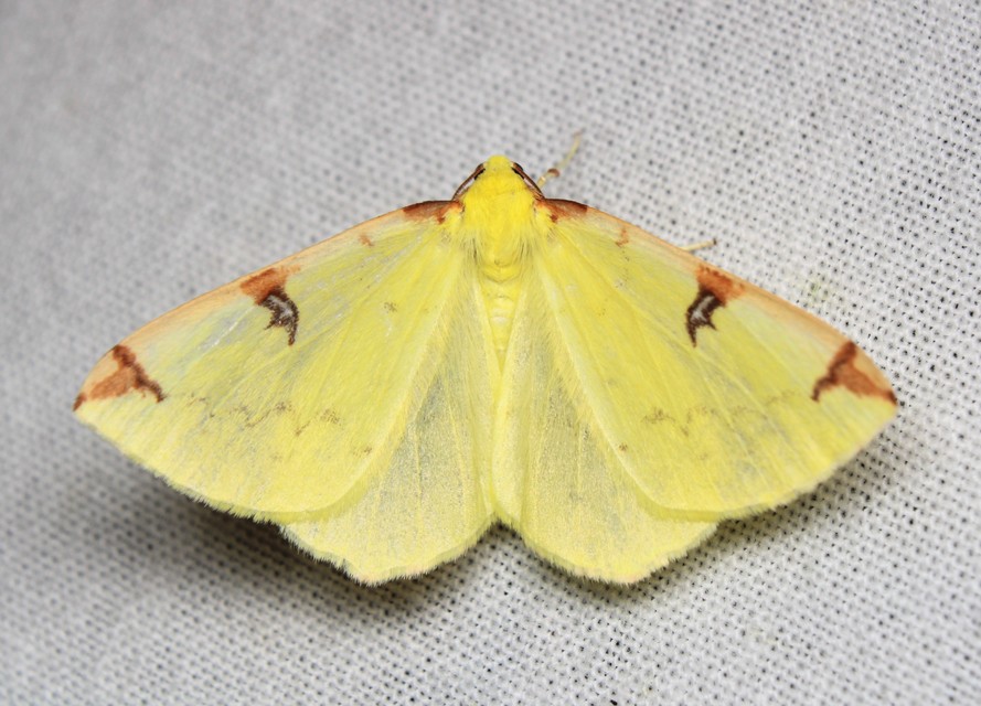 Opisthograptis luteolata - citromsárga araszoló