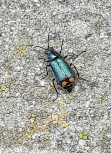 Clanoptilus