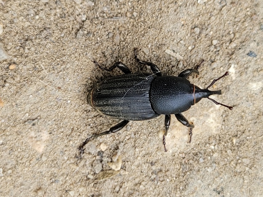 Sphenophorus striatopunctatus - mezei zsuzsok