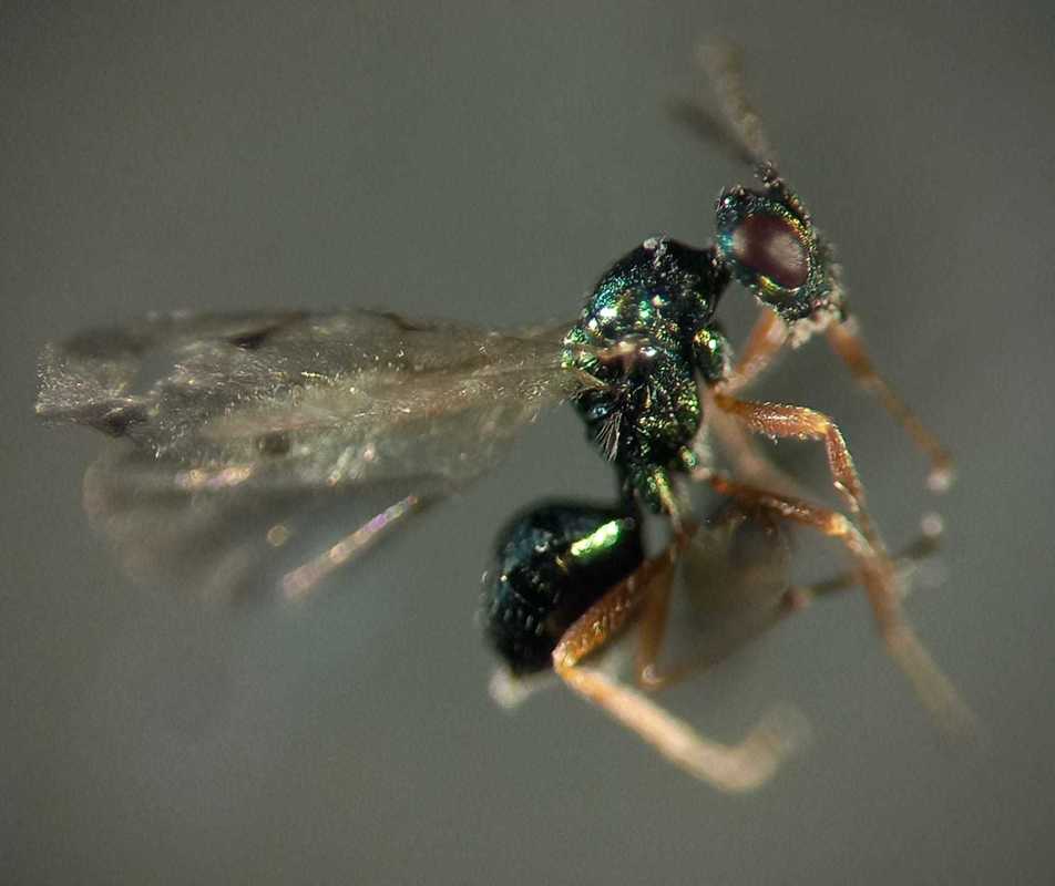 Miscogaster