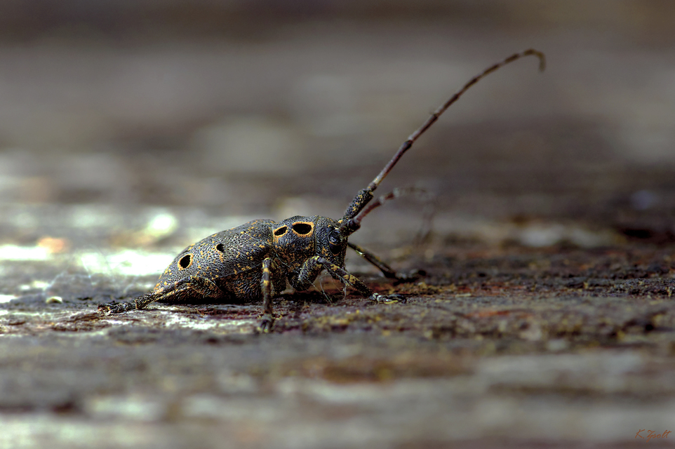 Mesosa curculionoides - szemfoltos cincér