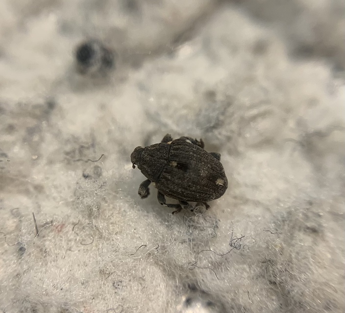 Stenocarus ruficornis - mákgyökérormányos