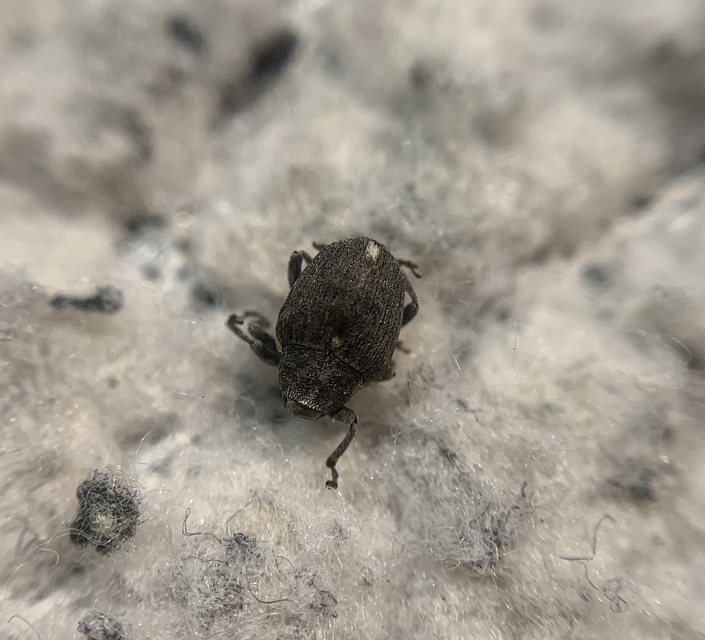 Stenocarus ruficornis - mákgyökérormányos