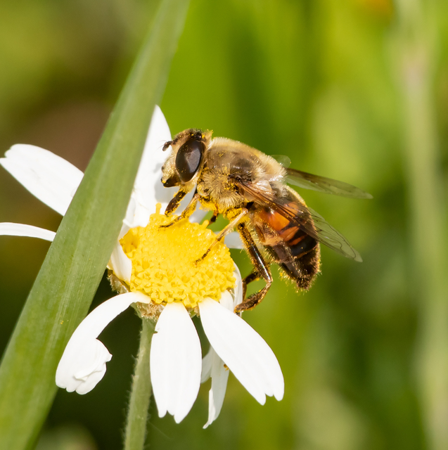 Eristalis tenax - közönséges herelégy
