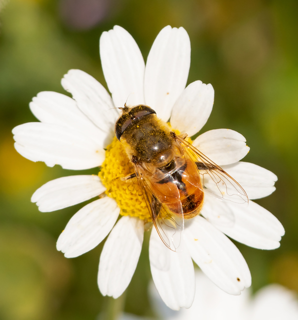 Eristalis tenax - közönséges herelégy