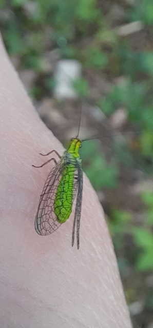 Hypochrysa elegans - csinos fátyolka