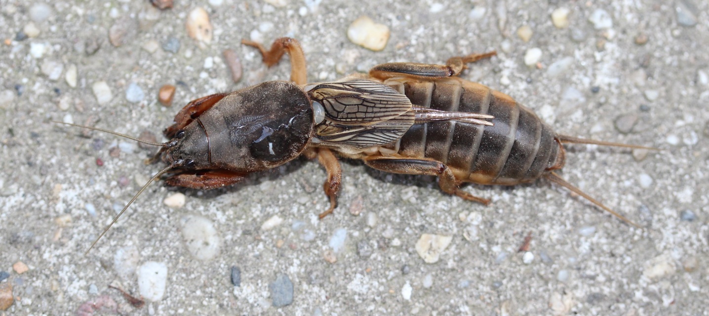 Gryllotalpa