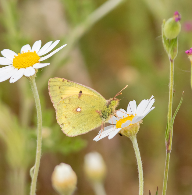 Colias erate - csángó-kéneslepke