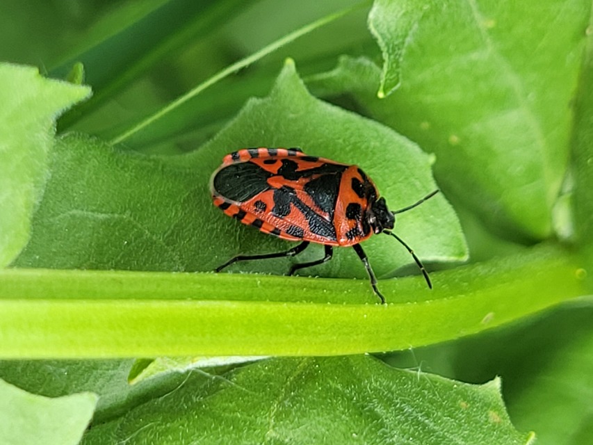 Eurydema