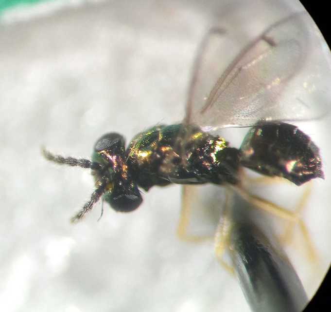 Chrysocharis