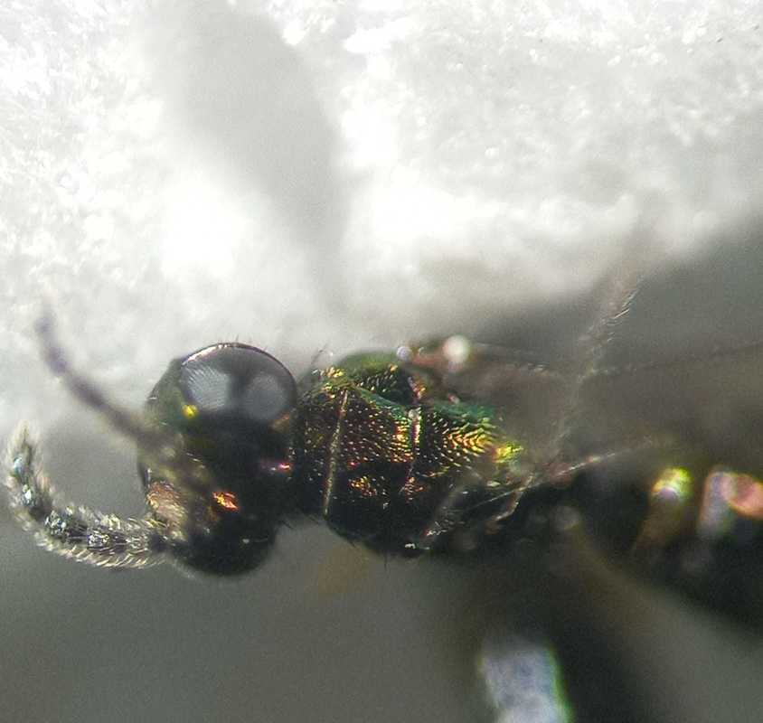 Chrysocharis