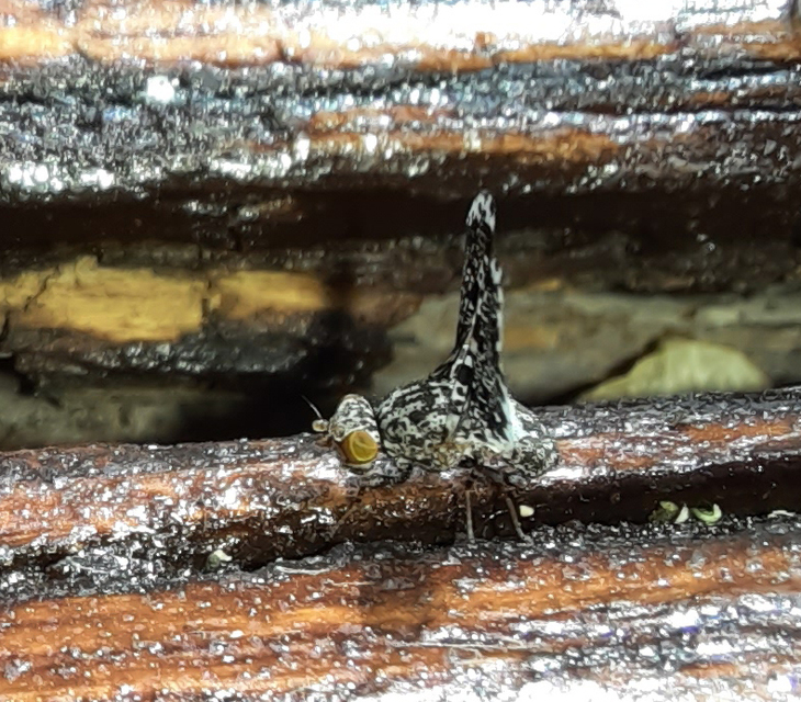 Callopistromyia annulipes - pávalégy