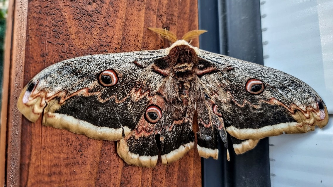 Saturnia pyri - nagy pávaszem