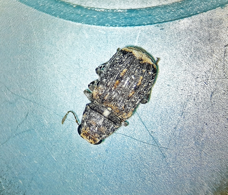 Dissoleucas niveirostris - fehérfarú orrosbogár