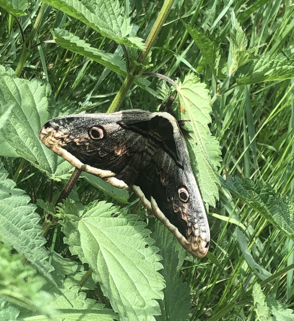 Saturnia pyri - nagy pávaszem